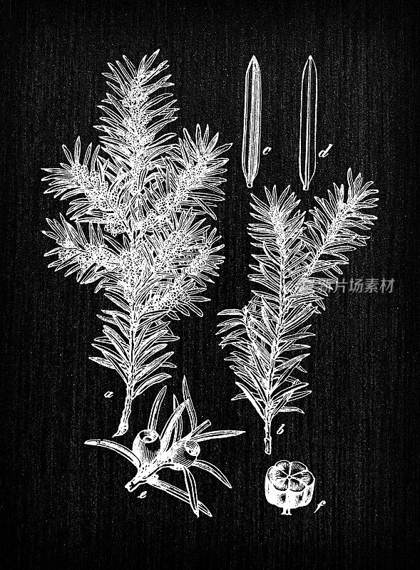 植物学植物古董雕刻插画:Taxus baccata(紫杉)